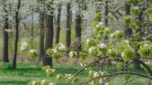 Photo a bird is perched on a branch with flowers in the background