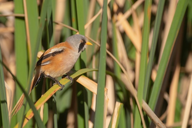 a bird is perched on a branch with long grass in the background