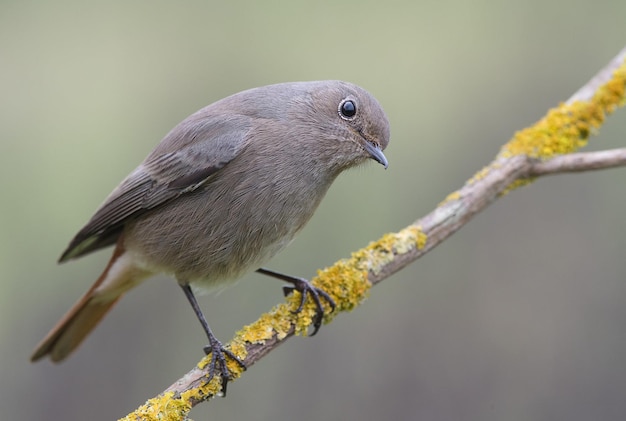 Photo a bird is perched on a branch with a yellow lichen on it