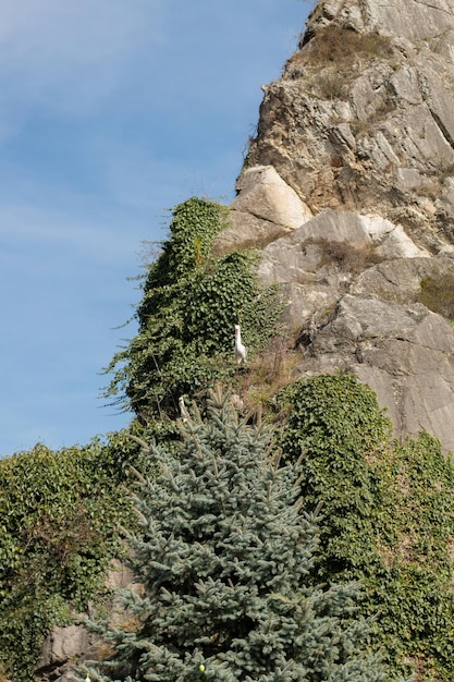 a bird is perched on a rock with a tree in the background