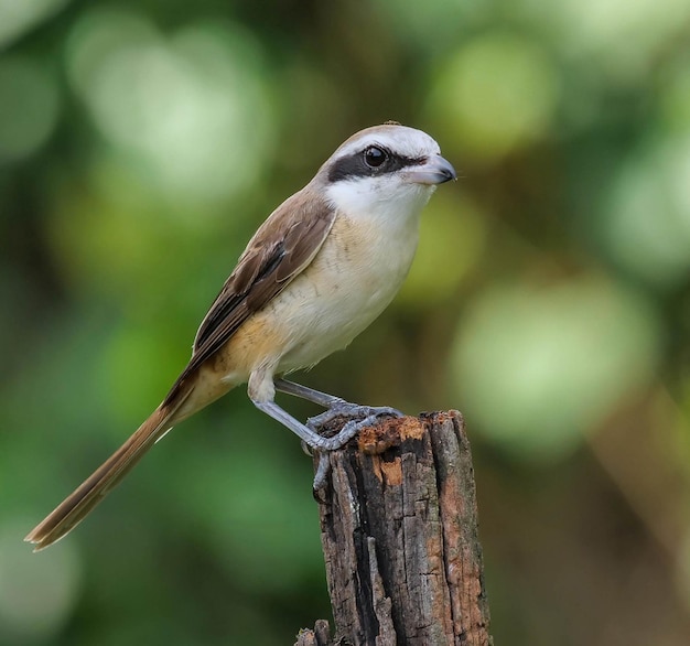 Photo a bird is perched on a wooden post with a blurry background