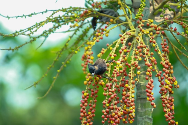 A bird is sitting on a branch with red berries