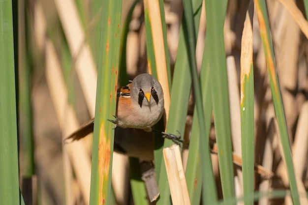 a bird is sitting in the grass and is looking at the camera