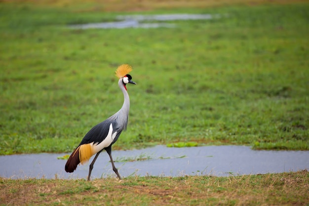 Bird is walking in the swamp in Kenya