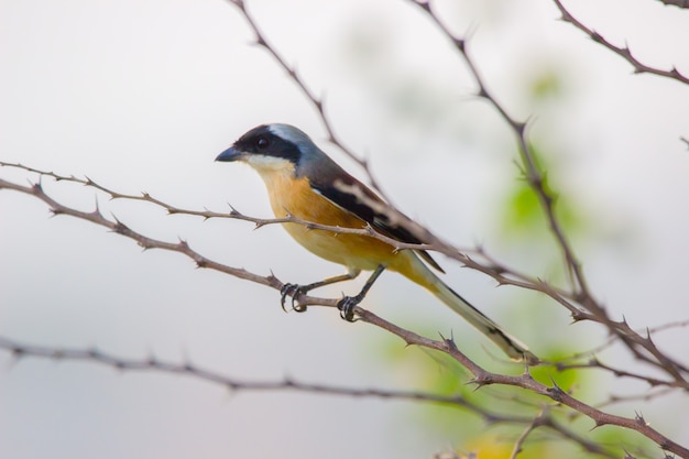 A bird in its natural habitat during a pleasant day