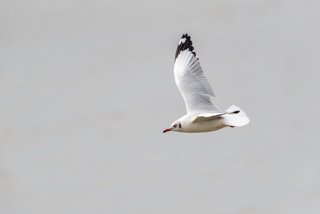 Bird (Laridae, Chroicocephalus brunnicephalus) white and gray color flying on the sky