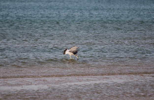 The bird looks like just more Seagull