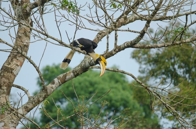 Bird in nature, Great Hornbill perching on a branch