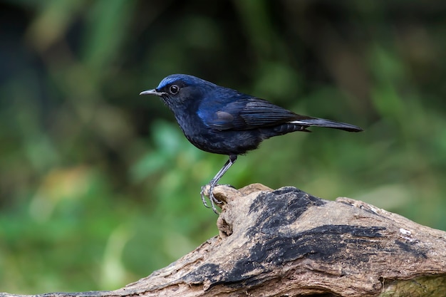 Bird in the Nature, White-tailed Robin