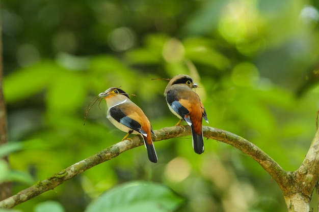 Bird in nature