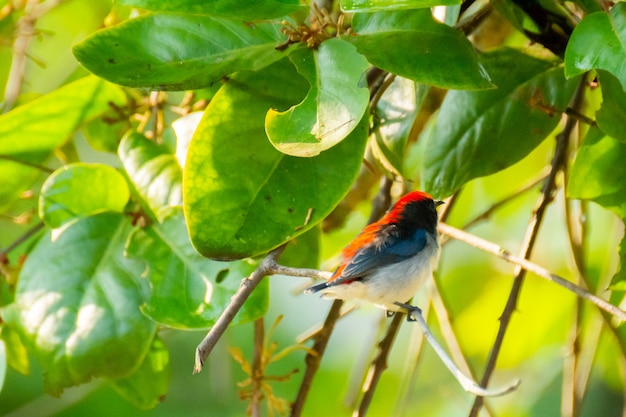 Bird (Nectariniidae) On Branches Of Bushes, Of Currants.