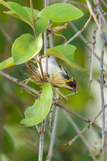 Bird (Nectariniidae) On Branches Of Bushes, Of Currants.