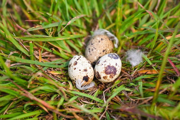 Bird nest on grass field with three eggs inside bird eggs on birds nest and feather in summer forest eggs easter concept