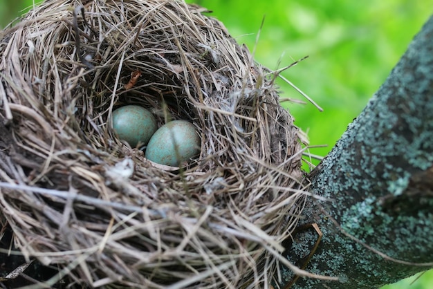 Bird nest in nature