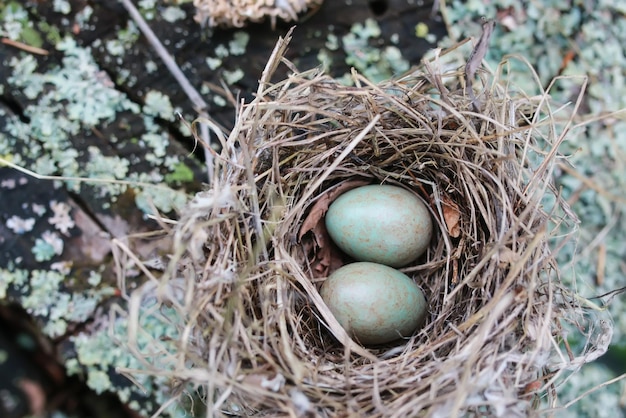 Bird nest in nature