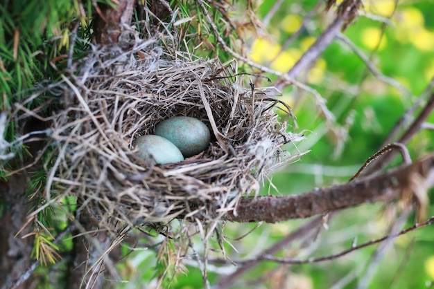 Bird nest in nature