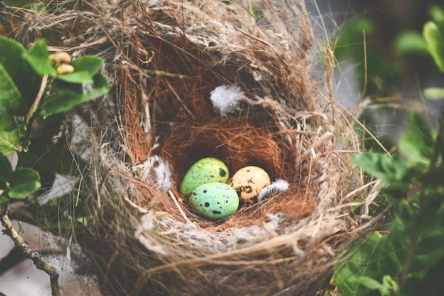 Bird nest on tree branch with three eggs inside bird eggs on birds nest and feather in summer forest eggs easter concept