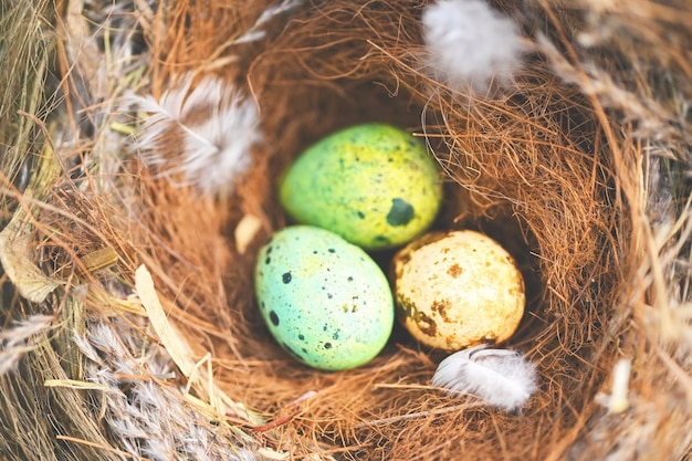 Bird nest on tree branch with three eggs inside bird eggs on birds nest and feather in summer forest eggs easter concept