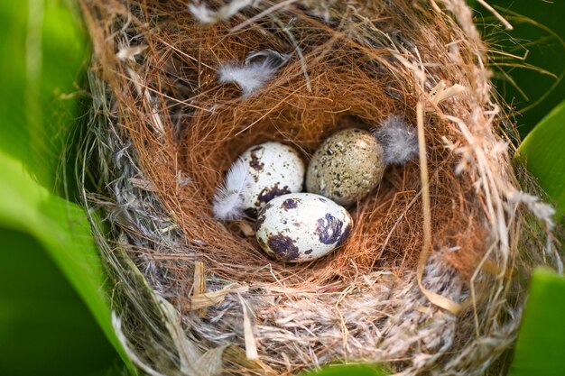 Bird nest on tree branch with three eggs inside bird eggs on birds nest and feather in summer forest eggs easter concept