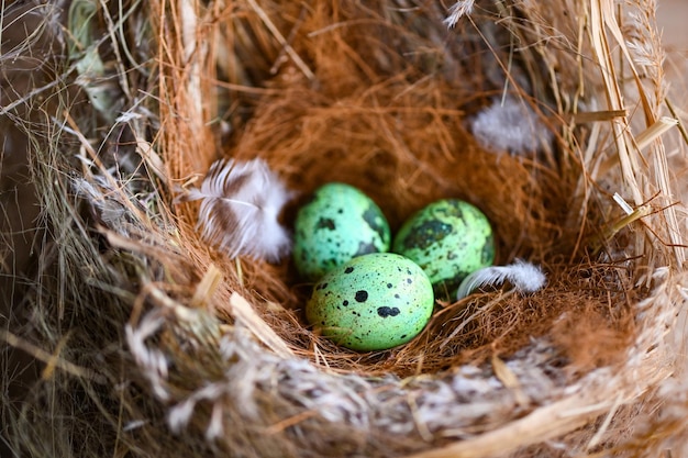 Bird nest on tree branch with three eggs inside bird eggs on birds nest and feather in summer forest eggs easter concept