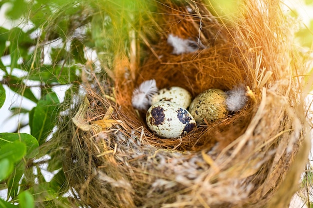 Bird nest on tree branch with three eggs inside bird eggs on birds nest and feather in summer forest