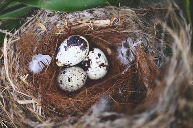 Bird nest on tree branch with three eggs inside bird eggs on birds nest and feather in summer forest