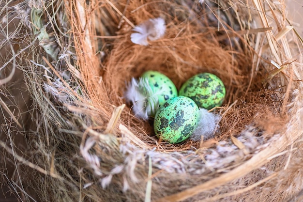 Bird nest on tree branch with three eggs inside bird eggs on birds nest and feather in summer forest