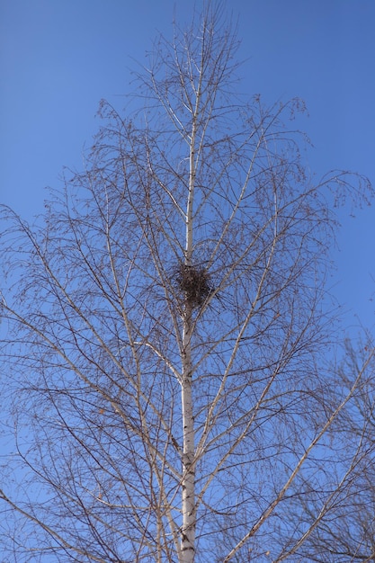 Bird nest in tree tall tree without leaves stand in forest in winter background of blue sky without ...