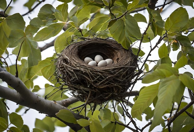 Photo a bird nest with eggs in a tree