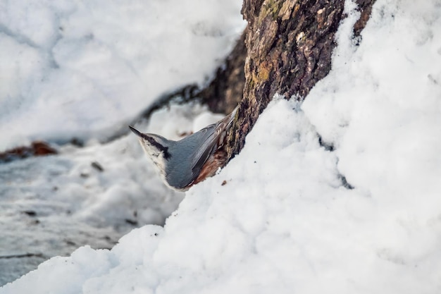 Bird Nuthatch on a tree trunk in search of food Cute interesting forest bird Nuthatch Nature background Concept of the International Day of Birds Copy space