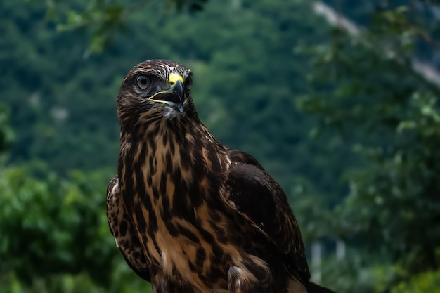 The bird opened its mouth. Bird of prey in natural habiMountain eagle close-up looking to the side.