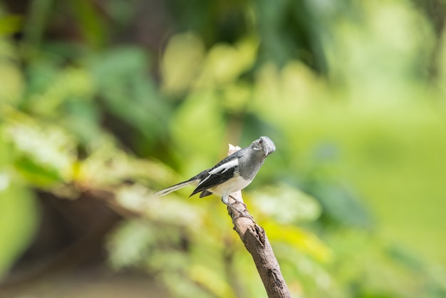 Bird (Oriental magpie-robin or Copsychus saularis) female black and white color