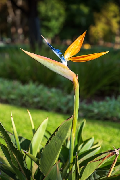 Bird of paradise flower in park