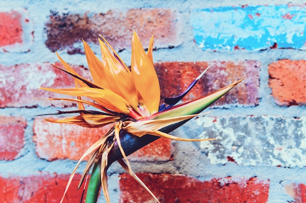 A bird of paradise flower 