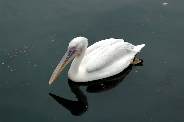 Bird the pelican floating on water