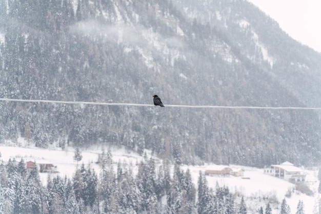 Bird perched on a light cable during a snowstorm