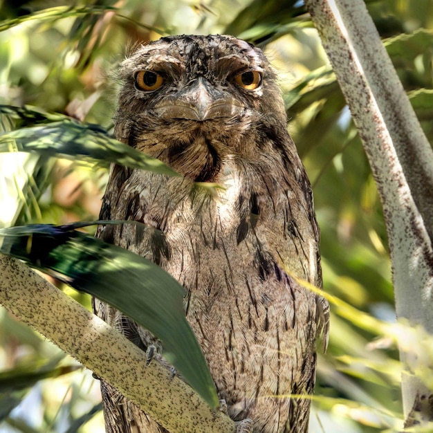 Bird Perched on Tree Branch with Green Companion