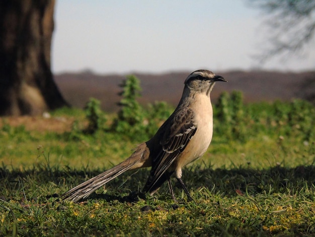 Bird perching on a field