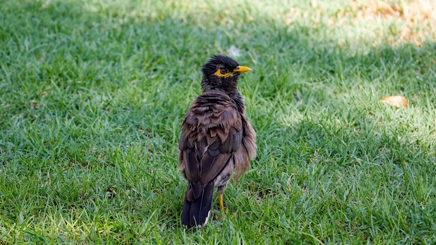 Photo bird perching on grass in field