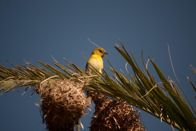 Photo bird perching on palm tree leaf