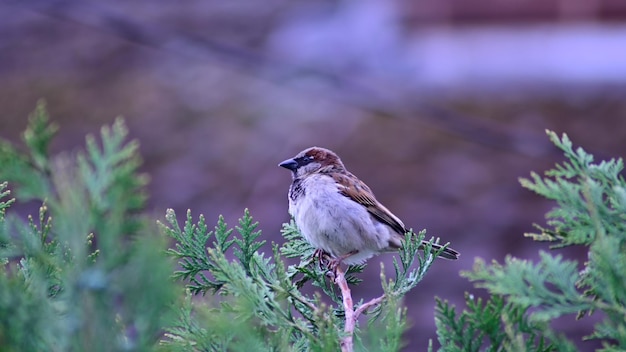 Photo bird perching on a plant