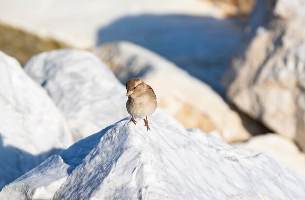 Photo bird perching on rock