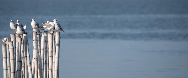 Photo bird perching on a sea against sky