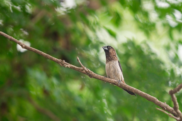 Bird perching on a tree