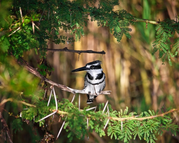 Bird perching on a tree