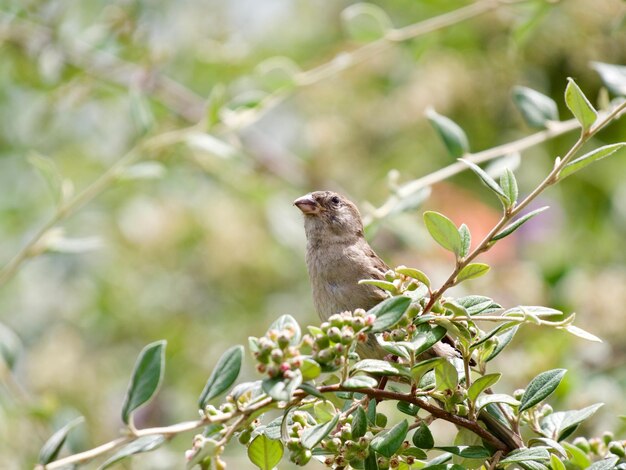 Photo bird perching on a tree