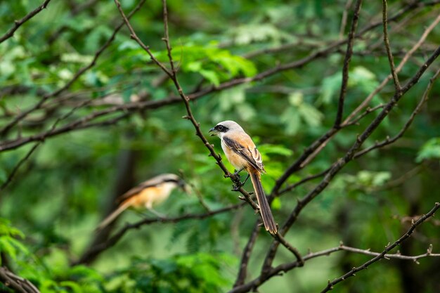 Photo bird perching on a tree