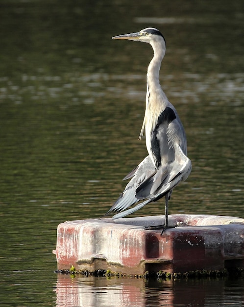 Bird perching on wooden post