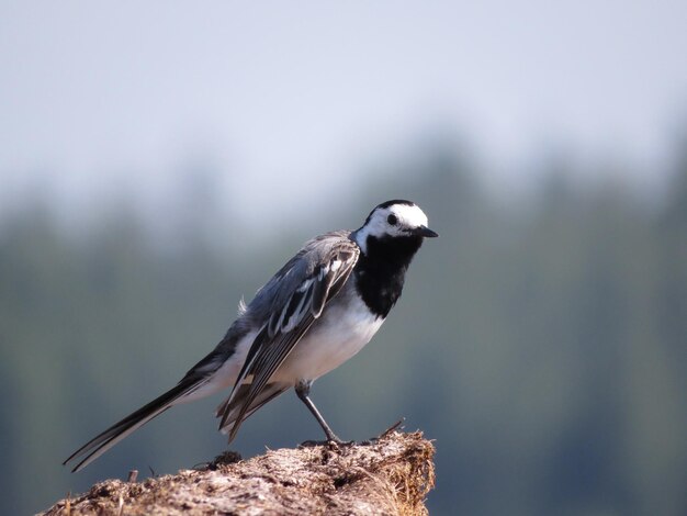 Bird in a picturesque place