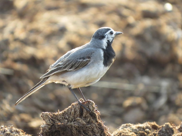 Bird in a picturesque place